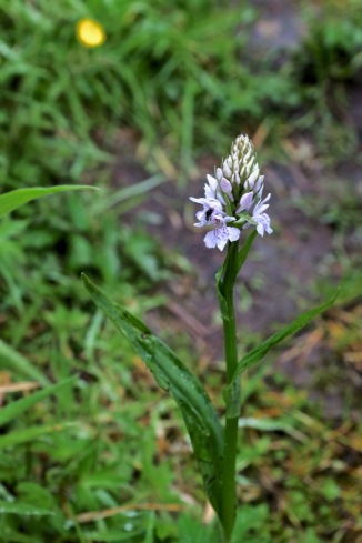 spotted orchid